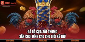 Đá Gà Cựa Sắt Thomo – Sân Chơi Đỉnh Cao Cho Giới Kê Thủ